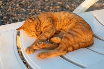 Ginger cat peacefully sleeping on a white plastic chair in warm sunlight during sunset