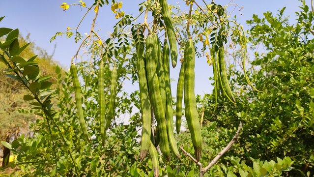 Moringa oleifera pods, Moringa tree pods on the branches, Drumstick tree, close up view
