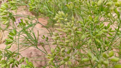 Ripping field of cumin crop field