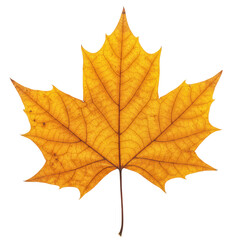 Fototapeta premium A large, dried maple leaf with golden yellow, vibrant orange, and delicate brown edges, showcasing intricate vein patterns, flat lay on a transparent background with bright studio light and no