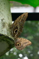 Blue Morpho Butterfly
