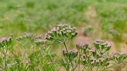 Flowering field of cumin crop, cumin plants, close up view