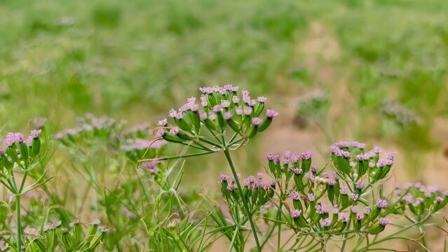 Flowering field of cumin crop, cumin plants, close up view