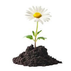 Growing blooming daisy isolated on transparent background