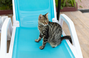 Striped tabby cat lounging on a bright blue deck chair in a sunny outdoor setting
