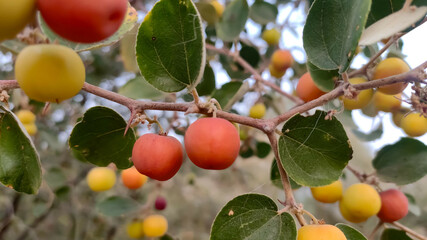 Ripped wild Jujube fruits, Ziziphus Nummularia fruits on the bush branches, close up view