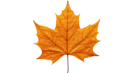 Fototapeta premium Perfectly preserved dried autumn maple leaf, golden-brown and vibrant orange hues, intricate veins, natural textures, on transparent background with soft shadow, top-down studio macro shot,