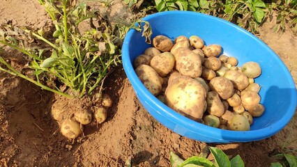 bucket of potatoes, potato harvesting