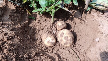 potatoes under the ground