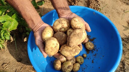hands holding potatoes, fresh potatoes in the hand, close up view