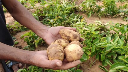 hands holding a bunch of potatoes, potato in the hand close up view