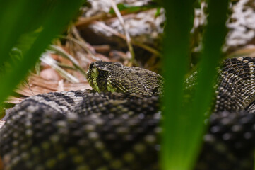 Rattlesnake close up in the wild