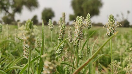 Flowering Isabgol (Plantago Ovata)  crop field, Isabgol flowers
