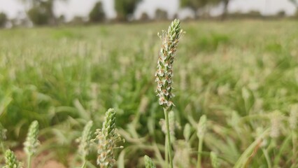 Flowering Isabgol (Plantago Ovata)  crop field, Isabgol flowers