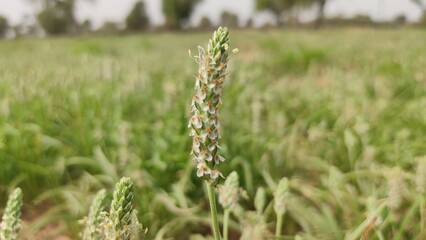 Flowering Isabgol (Plantago Ovata)  crop field, Isabgol flowers