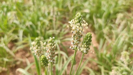 Flowering Isabgol (Plantago Ovata)  crop field, Isabgol flowers
