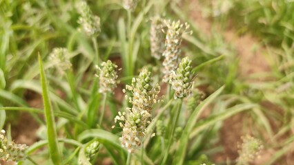 Flowering Isabgol (Plantago Ovata)  crop field, Isabgol flowers