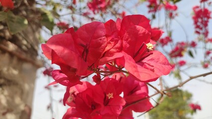 Blooming red flowers of Bougainvillea, close up view
