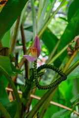 Banana Tree Flower