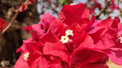 Blooming red flowers of Bougainvillea, close up view