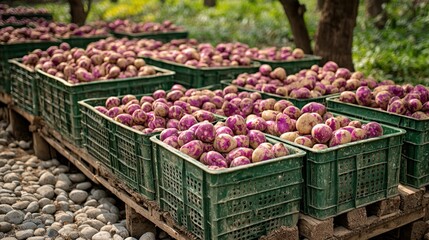 Fresh turnips harvested and stored in green crates outdoors in a rural setting