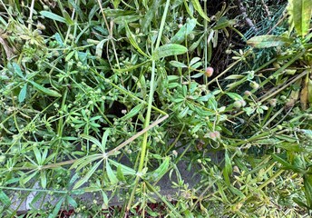 Close-up of fresh leaves and round seeds of Galium aparine in spring. Cleavers, clivers, catchweed,...