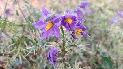 Solanum Virginianum flowers, flowering Surattense Nightshade plant