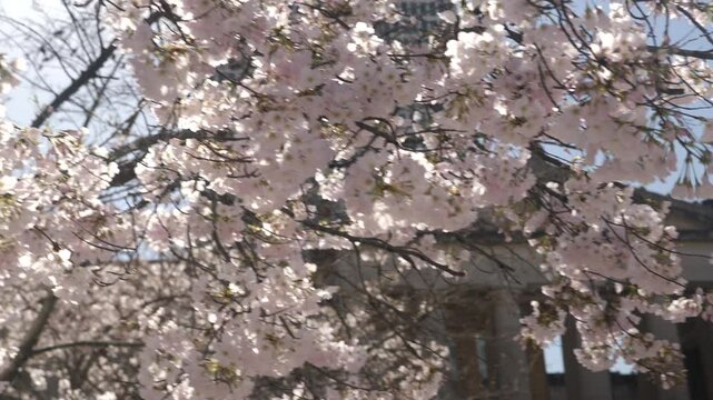 Spring blooms near historic building