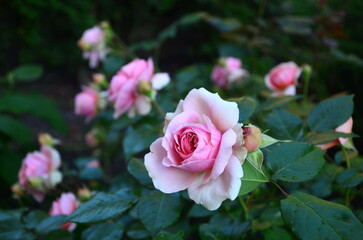 beautiful pink roses in the garden