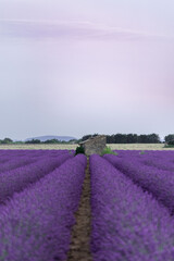 provenza 