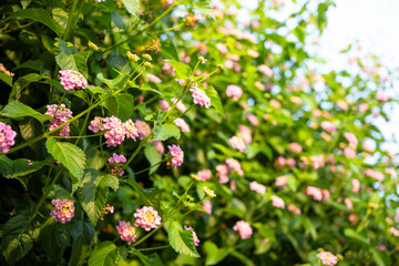 Vibrant pink flowers blooming on lush green foliage in a sunny garden setting with natural light