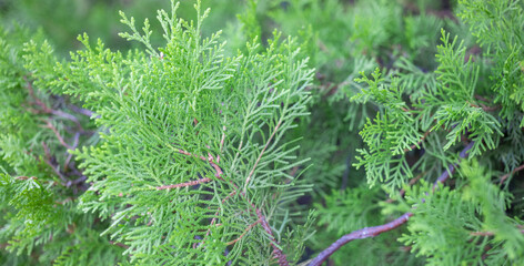 Close-up view of vibrant green foliage showcasing intricate leaf patterns and textures