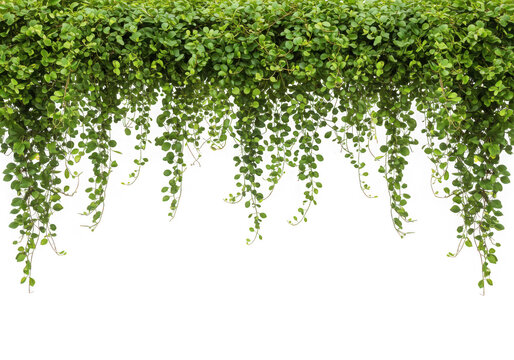 Hanging creeping jenny vines isolated on transparent background
