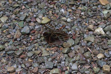 Blue Morpho Butterfly