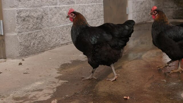 Black chickens exploring a wet farmyard area