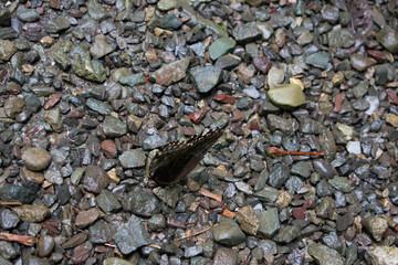 Blue Morpho Butterfly