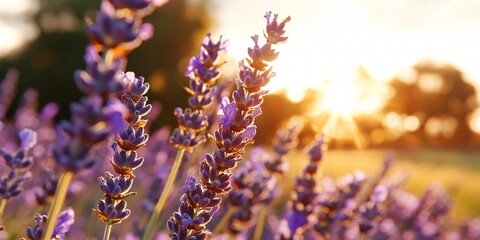 a field of lavender captured during golden hour, vibrant purple rows converging into the distance, clear sky, visible pollen particles in sunlight, focused foreground details, immersive and