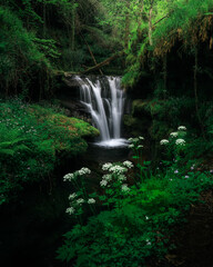 Cascada en los valles pasiegos con flores blancas en primer plano en primavera
