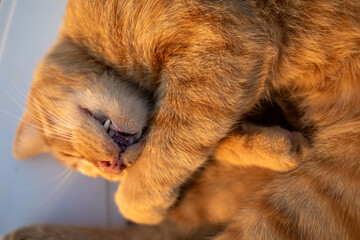 Ginger cat curled up sleeping peacefully in a cozy position with soft fur and warm sunlight