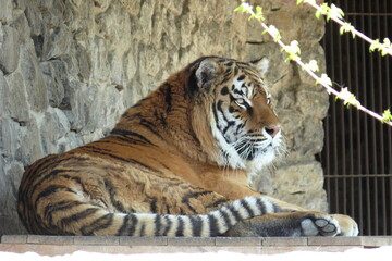 tiger in the zoo suffers