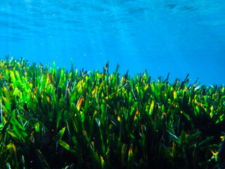 Obraz premium Ocean blue underwater with sunrays, Underwater Sea Deep Water Abstract Sunshine, sea wave , clean waters in summer time, Natural underwater seascape, sand on ocean floor and water surface with sunligh