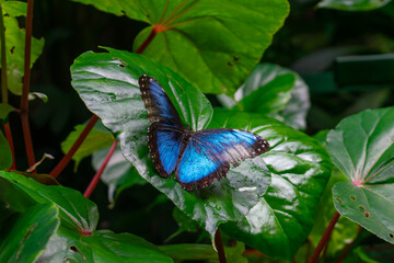 Blue Morpho Butterfly