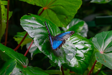 Blue Morpho Butterfly