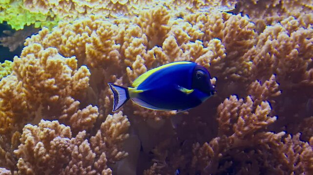 Brightly colored exotic fish swim between corals on the seabed