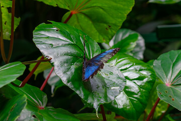 Blue Morpho Butterfly