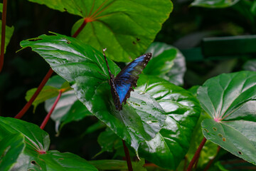 Blue Morpho Butterfly