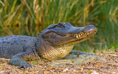 The Zombie Gator.  Blind In One Eye And Can't See Out OfThe Other.  Texas