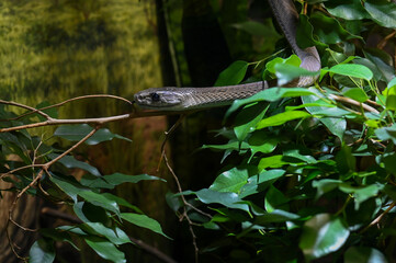 Black Mamba most poisonous snakes alive 