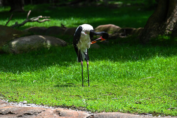 Bird picking fleas off it self in a foeld.