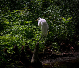 White Crane standing over its marsh domain
